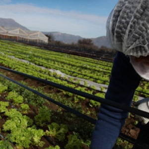 El escenario hídrico que frena en Ñuble el objetivo de ser potencia alimentaria