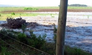 Bío Bío: Indignación en Trehuaco tras derrame de aguas residuales desde Celulosa Nueva Aldea