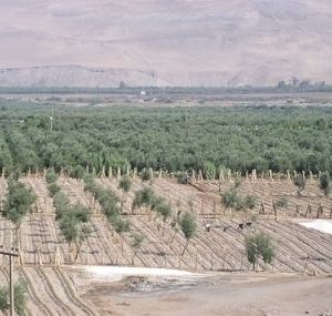 Déficit de agua en el valle de Azapa incide en la disponibilidad de terrenos agrícolas