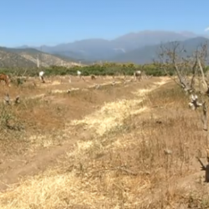 MOP decreta escasez hídrica en la provincia de Petorca
