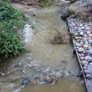 Comunidad indígena de Panguipulli denuncia contaminación de estero Piutel