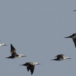 CODEFF realiza diversas actividades en el marco del Día de las Aves