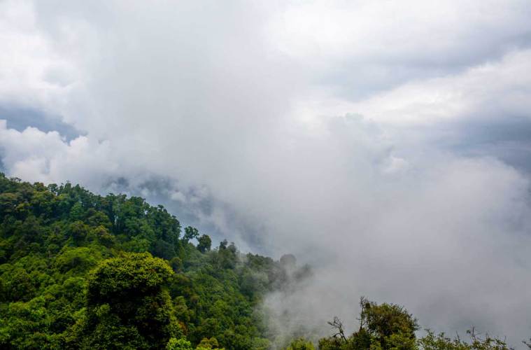 El rol de los bosques en atraer la lluvia