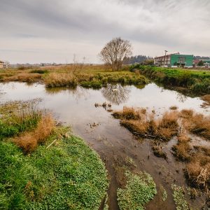 Cuidamos los humedales urbanos, pero ensuciamos el agua que reciben