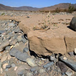 Sequía golpea duro: piden declarar zona de emergencia en la Región de Coquimbo